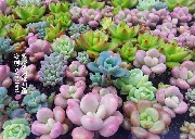 多肉～植物
