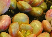 多肉植物系列