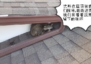 24/7 浣熊 松鼠 移除 快捷 优质售后让您放