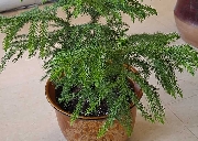 室内植物--南洋杉配陶瓷花盆