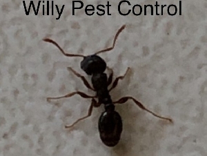 威力灭虫 (Willy Pest Control)