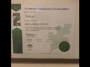 专业砍树，修树，除根，种树，ISA-Arborist ON国际树木师一多伦多树王