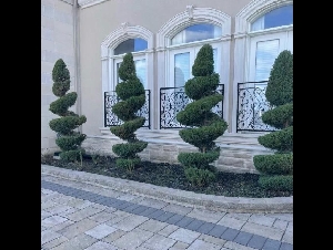 ★专业園藝，種花, 种树，清理，砖路高压清洗, 草坪铺设★