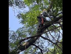 砍树、修树300起