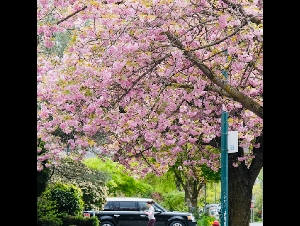 
                加拿大5月、6月多项福利到账！安省居民可领这些补贴
            
