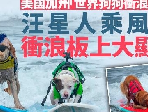 世界狗狗冲浪锦标赛加州开赛 汪星人浪尖大显身手