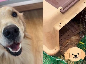 商务舱中国籍女子黄金猎犬离奇惨死 悲痛索赔